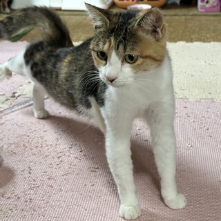 お留守番OK！人慣れバッチリで甘えん坊な三毛ちゃん