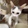 ぼく「なあに」です