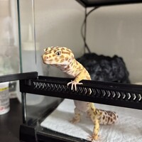 てんちゃん