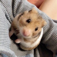せんべい