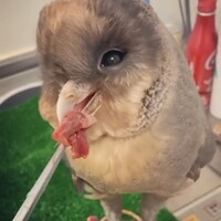 ギル