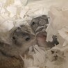 ジャンガリアンの赤ちゃんです