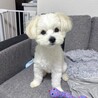 ヨマ