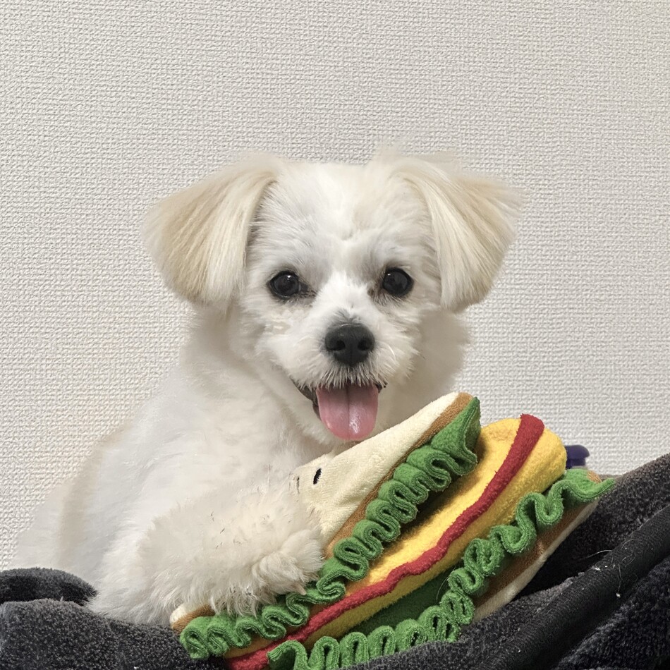 ロイのカバー写真