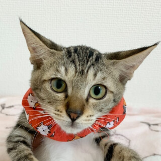 パルム　控えめ穏やかなキジ白の女の子