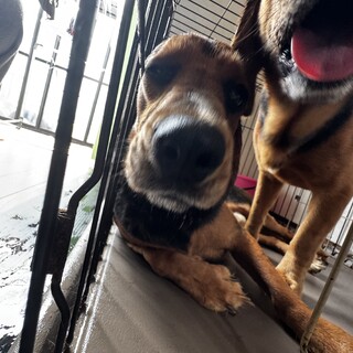 ビーグルとダックスフンドのミックス犬です。