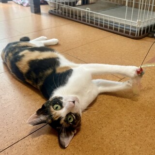 1歳の美三毛猫ママ★ゴロスリ甘えん坊