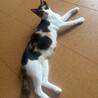1歳の美三毛猫ママ★ゴロスリ甘えん坊 サムネイル6