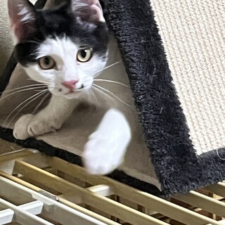 白黒の兄弟　ほっぺに黒点　えくぼ