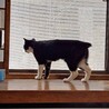 短いシッポがチャームポイント！ サムネイル2