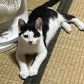 白黒の兄弟　鼻に点