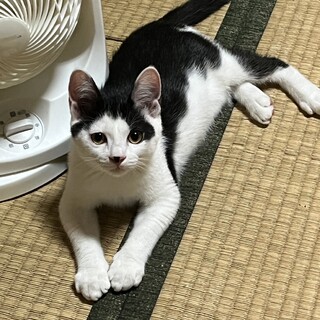 ハチワレ兄弟　鼻に点