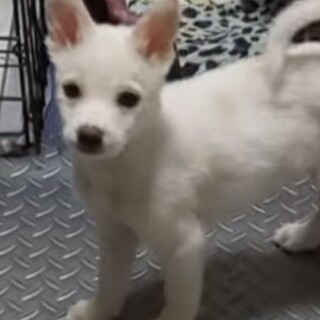メルモのずっとのおうちを探しています
