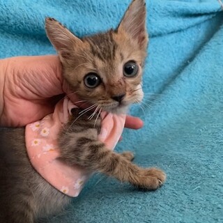 人懐こいパステルキジトラ スルメちゃん