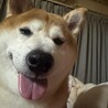 柴犬梅太郎