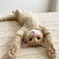 その瞳、反則です♡性格花マル茶トラのタルトくん