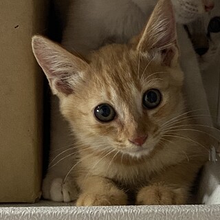 茶トラの男の子
