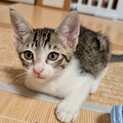 ●仲良し元気兄弟●人好きなイケにゃん●ライ