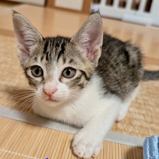 ●仲良し元気兄弟●人好きなイケにゃん●ライ