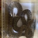 セントラルパイソン