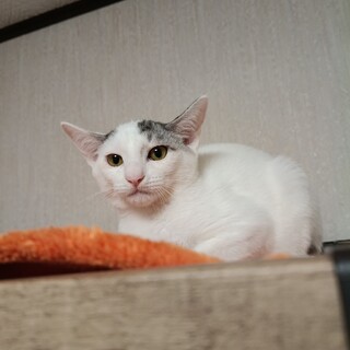 穏やかで優しい子・かんちゃん