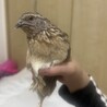 もっちゅりんりん