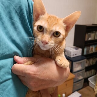 茶トラン・人馴れ特訓から出て自己発見の旅に出発