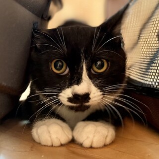 白黒兄妹♡ライムくん