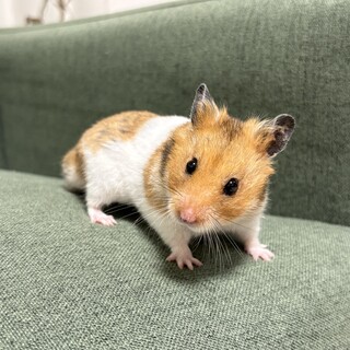 ゴールデンハムスター男の子4匹の里親募集中です