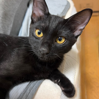 元気いっぱい！黒猫男子の里親募集