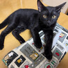 元気いっぱい！黒猫男子の里親募集 サムネイル2