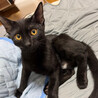 元気いっぱい！黒猫男子の里親募集 サムネイル3