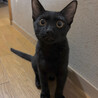 元気いっぱい！黒猫男子の里親募集 サムネイル4