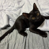元気いっぱい！黒猫男子の里親募集 サムネイル6