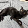 元気いっぱい！黒猫男子の里親募集