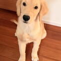 ゴールデンレトリバー　子犬