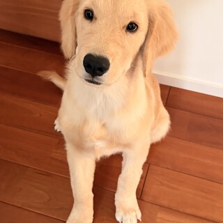ゴールデンレトリバー　子犬