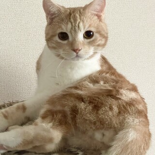 スコティッシュフォールド