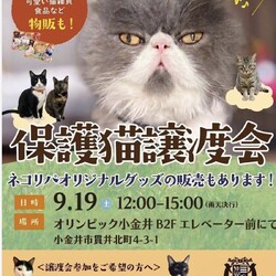 保護猫譲渡会@オリンピック小金井店