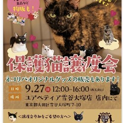 保護猫譲渡会@ユアペティア雪谷大塚