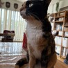 凛々しい？