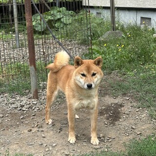 柴犬の男の子 11ヶ月