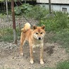 柴犬の男の子 11ヶ月