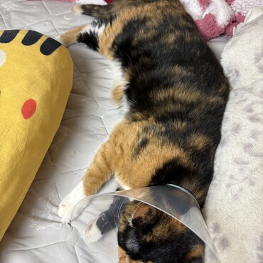 大怪我した。回復できてよかった