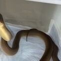 オリーブパイソンとサルバメラニ