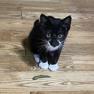 白いソックスをはいたクロミちゃん