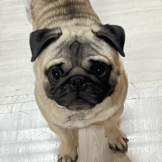 障害が吹っ飛ぶイケメン元気なパグ君⭐︎