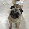 障害が吹っ飛ぶイケメン元気なパグ君⭐︎ サムネイル2