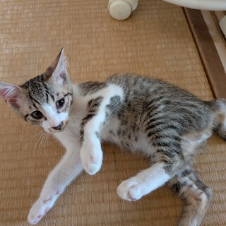 猫里親募集