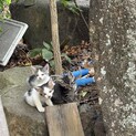 生後2ヶ月くらい　3匹の子猫ちゃん